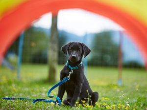 Tagesworkshop CreaPuppy @ SVÖ Saalfelden