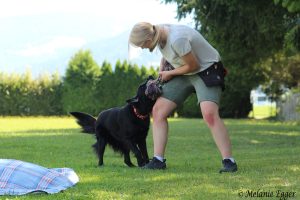 Tagesworkshop "Spielpartner Hund" in Saalfelden @ SVÖ Saalfelden